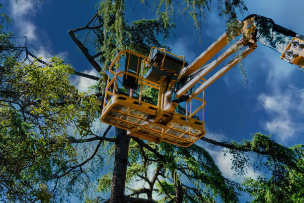 Best Tree Cabling and Bracing  in Azle, TX