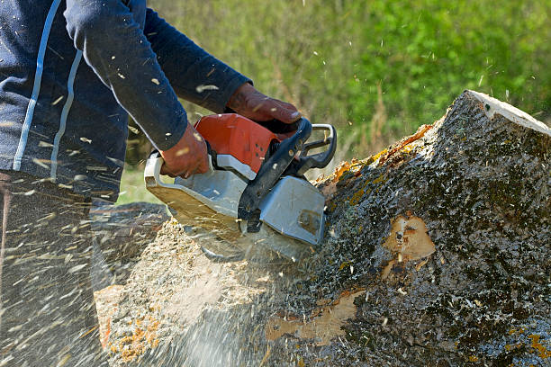 Best Tree Fertilization  in Azle, TX